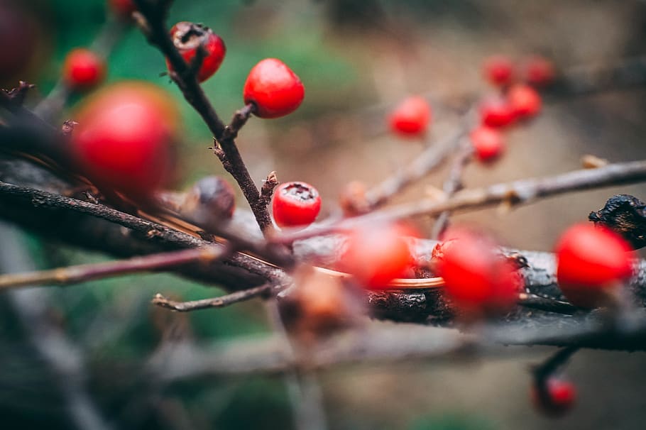 makro, bokeh, bær, vinter, rød, natur, frugt, sund kost, mad og drikke, mad, bærfrugt, selektiv fokusering, friskhed, dag, rose hofte, afdeling, plante, ingen mennesker, Kvist, velvære, tæt på, træ, vækst, udendørs, moden, rønnebær, ribs, 5K