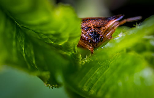 foto macro, marró, triangular, aranya de cap, verd, planta de fulla, insecte, llum, macro, color verd, primer pla, enfocament selectiu, part de la planta, full, planta, cap gent, temes d'animals, animal, fauna animal, animals a la natura, un animal, invertebrat, naturalesa, creixement, frescor, dia, bellesa a la natura, aigua, flor, 4K, CC0, domini públic, lliure de regalies