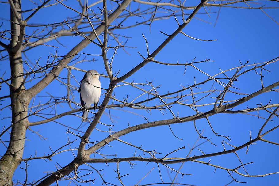 hivern, naturalesa, treee, ocell, vertebrats, temes d'animals, fauna animal, branca, arbre, animal, animals a la natura, posat, un animal, vista d’angle baix, planta, cel, arbre nu, cel clar, blau, cap gent, dia, a l'aire lliure, 5K