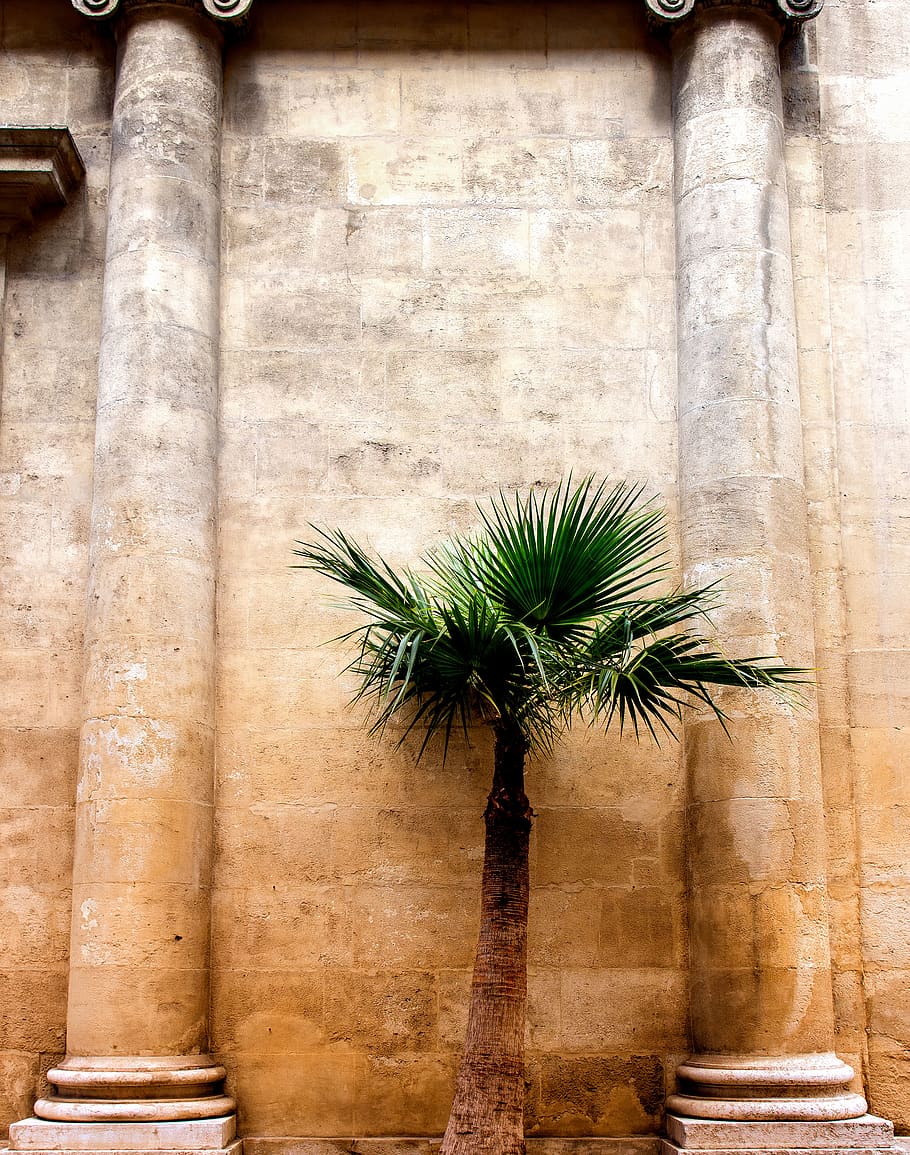 palmera verda, arbre, planta, Palmera, paret, marseille, arecaceae, França, barana, edifici, arquitectura, estiu, rock, maó, paret de pedra, arqueologia, vila, arc, femella, columna, torre, cap gent, estructura construïda, funció de construcció de parets, exterior de l'edifici, dia, creixement, naturalesa, el passat, vell, columna arquitectònica, història, clima tropical, a l'aire lliure, palmera datilera, 2K
