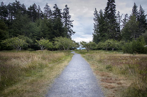 Canadà, sooke, arbres, Camí, ruta, naturalesa, planta, arbre, el camí a seguir, direcció, creixement, tranquil·litat, escena tranquil·la, perspectiva decreixent, carretera, bellesa a la natura, herba, terra, cap gent, color verd, transport, cel, escena no urbana, sendera, escenics - natura, a l'aire lliure, 4K, CC0, domini públic, lliure de regalies