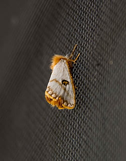 arna, petit, insecte, taronja, beix, esponjós, patró, salvatge, nit, Queensland, Austràlia, un animal, temes d'animals, animal, fauna animal, animals a la natura, cap gent, primer pla, invertebrat, rosegador, vertebrats, dia, vista d’angle alt, mamífer, naturalesa, a l'interior, tèxtil, part del cos dels animals, ala dels animals, 2K, CC0, domini públic, lliure de regalies