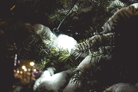 Kanada, Goderich, Nacht-, Schnee, Bäume, Beleuchtung, Baum, Weihnachtsbaum, Weihnachten, Pflanze, Feier, Weihnachtsdekoration, Dekoration, Urlaub, keine Leute, beleuchtet, Natur, Weihnachtsverzierung, Weihnachtsbeleuchtung, Nahansicht, selektiver Fokus, draußen, kalte Temperatur, Nadelbaum, Tannenbaum, 5K, CC0, gemeinfrei, lizenzfrei