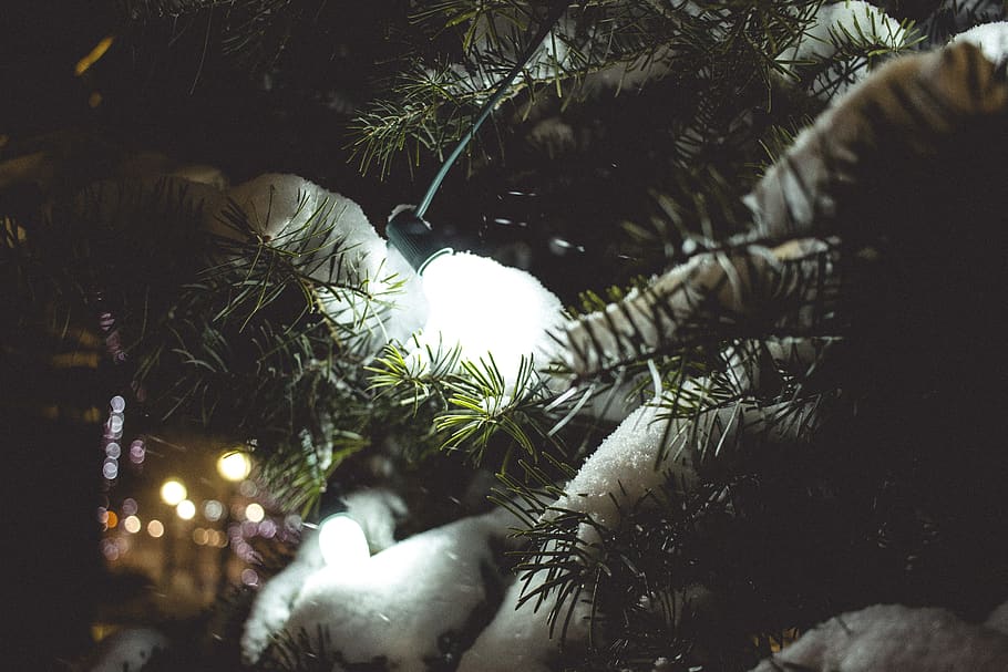 Kanada, Goderich, Nacht-, Schnee, Bäume, Beleuchtung, Baum, Weihnachtsbaum, Weihnachten, Pflanze, Feier, Weihnachtsdekoration, Dekoration, Urlaub, keine Leute, beleuchtet, Natur, Weihnachtsverzierung, Weihnachtsbeleuchtung, Nahansicht, selektiver Fokus, draußen, kalte Temperatur, Nadelbaum, Tannenbaum, 5K