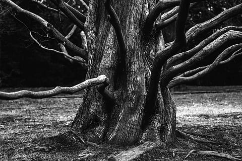 radice, albero, estetico, rami, abbaiare, corteccia di albero, natura, botanica, pianta, Fai il meglio di, crescere, esotico, particolarmente, nero bianco, sfondo, tronco, tronco d'albero, crescita, terra, nessuno, la tranquillità, campo, giorno, bellezza nella natura, foresta, ramo, parte vegetale, ambiente, contorto, all'aperto, strutturato, pianta morta, intrecciate, 5K, CC0, dominio pubblico, privo di copyright