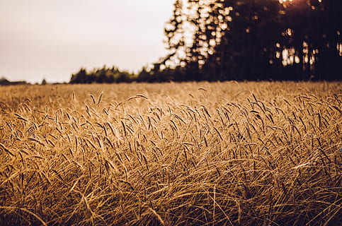 brunt gressfelt, felt, jordbruk, land, landskap, anlegg, landlige scene, ro, gård, vekst, himmel, miljø, natur, kornblanding, avling, skjønnhet i naturen, rolig scene, ingen folk, fokusere på forgrunnen, dag, hvete, utendørs, forfølge, 4K, CC0, offentlig domene, opphavsrett gratis