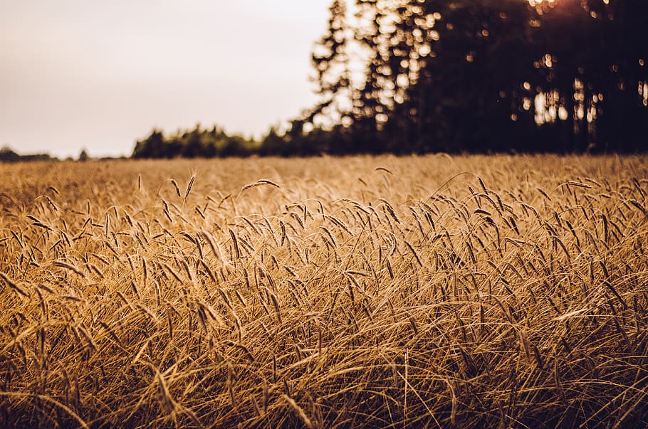 brunt gressfelt, felt, jordbruk, land, landskap, anlegg, landlige scene, ro, gård, vekst, himmel, miljø, natur, kornblanding, avling, skjønnhet i naturen, rolig scene, ingen folk, fokusere på forgrunnen, dag, hvete, utendørs, forfølge, 4K