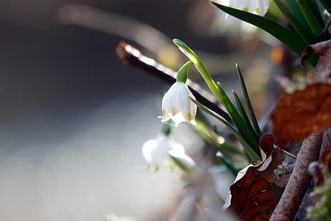 fiocco di neve, primavera, avvicinamento, bianca, terra, erba, la zona, fiore primaverile, fioritura, pianta, bellezza nella natura, fragilità, fiore, vulnerabilità, pianta fiorita, messa a fuoco selettiva, crescita, freschezza, natura, nessuno, petalo, foglia, parte vegetale, giorno, Colore bianco, all'aperto, concentrarsi sulle conoscenze acquisite, bucaneve, testa di fiore, 5K, CC0, dominio pubblico, privo di copyright