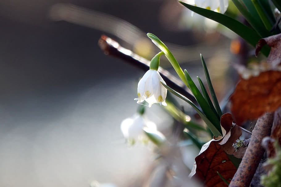 floc de neu, primavera, primer pla, blanc, sòl, herba, zona, flor de primavera, florir, planta, bellesa a la natura, fragilitat, flor, vulnerabilitat, planta amb flors, enfocament selectiu, creixement, frescor, naturalesa, cap gent, pètal, full, part de la planta, dia, Color blanc, a l'aire lliure, centrar-se en primer pla, snowdrop, cap de flor, 5K