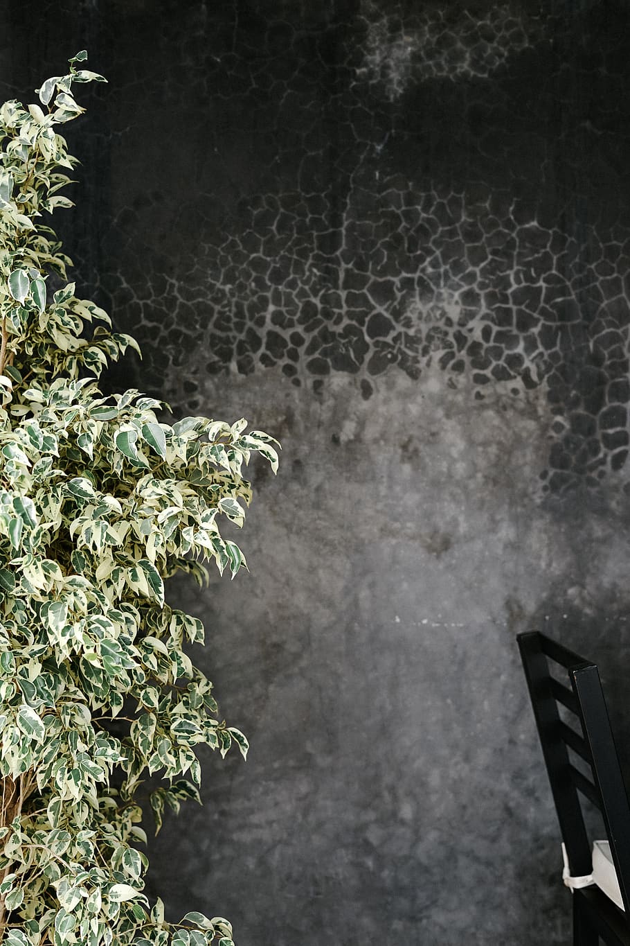 eixugant la figa, arbre, rodamón riad marrakech, marrakech, marroquí, planta, a l'aire lliure, paret, fulles, disseny exterior, seient, cadira, verd, patró, full, arbust, flora, vegetació, conífera, llosa, moll, cap gent, naturalesa, dia, part de la planta, creixement, centrar-se en primer pla, funció de construcció de parets, estructura construïda, primer pla, arquitectura, exterior de l'edifici, metall, bellesa a la natura, finestra, color verd, 4K