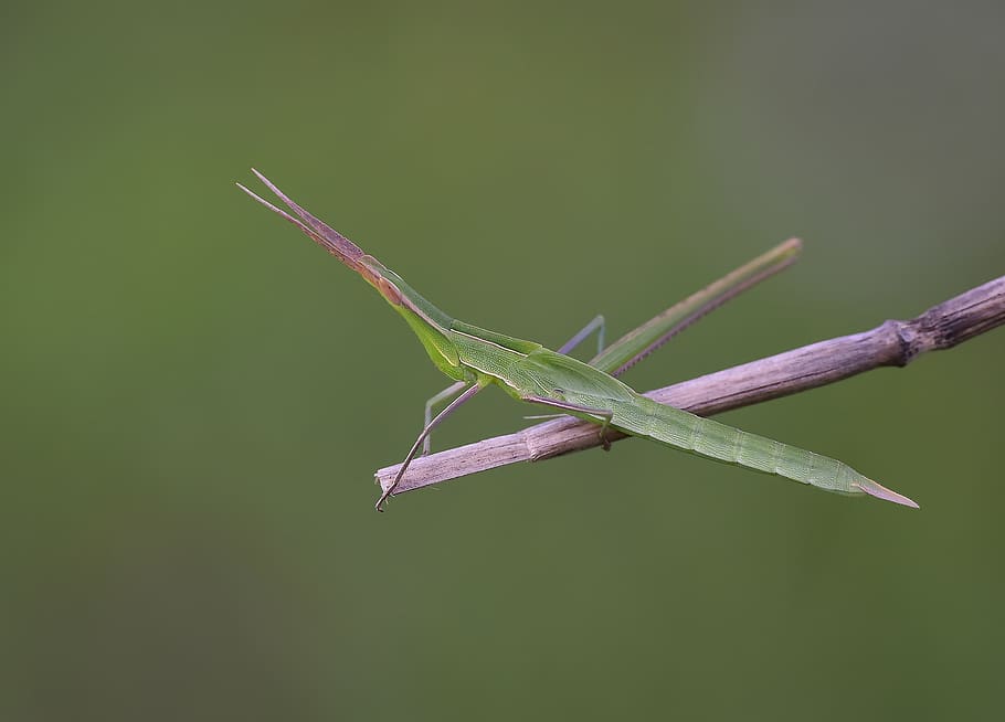 macro, salvatge, doga, bitki, çekire, Llagosta, temes d'animals, un animal, fauna animal, animal, animals a la natura, invertebrat, primer pla, insecte, color verd, cap gent, naturalesa, planta, centrar-se en primer pla, dia, part del cos dels animals, a l'aire lliure, Mantis religiosa, cames d’animal, vista lateral, 4K