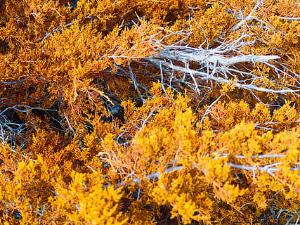 árboles amarillos, árbol, planta, hoja, arce, hoguera, llama, fuego, vegetación, arbusto, conífera, al aire libre, naturaleza, tronco de arbol, polen, abedul, alerce, venas, tierra, bosque, otoño, amarillo, belleza en la naturaleza, cambio, nadie, día, parte de la planta, color naranja, crecimiento, tranquilidad, fotograma completo, rama, antecedentes, de cerca, colección de otoño, 5K, CC0, dominio público, libre de derechos