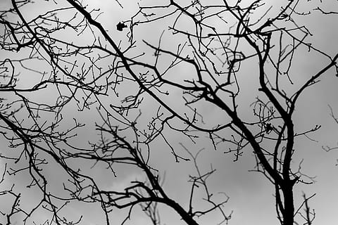 bare, trees, gray, clouds, silhouette, plant, tree, bird, animal, accipiter, tree trunk, flying, crow, texture, fog, nature, blackbird, agelaius, sculpture, art, seagull, veins, lamp post, branch, bare tree, sky, low angle view, no people, beauty in nature, tranquility, outdoors, clear sky, day, scenics - nature, growth, backgrounds, tranquil scene, vertebrate, full frame, 5K, CC0, public domain, royalty free