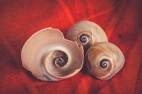 seashells, shells, spiral, animal, animal themes, animal wildlife, close-up, mollusk, shell, no people, animal shell, group of objects, food and drink, indoors, invertebrate, high angle view, food, two objects, marine, sea life, animals in the wild, nature, 2K, CC0, public domain, royalty free