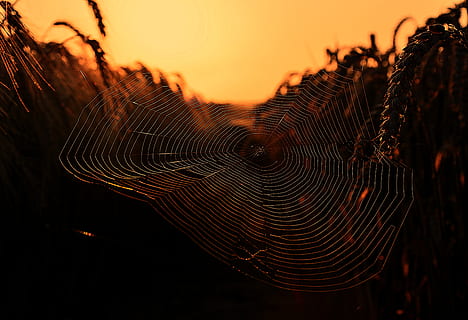 selectief, focus fotografie, spinnenweb, donker, dageraad, patroon, zonsopkomst, zonsondergang, web, hemel, geen mensen, natuur, fabriek, schoonheid in de natuur, detailopname, boom, focus op de voorgrond, breekbaarheid, natuurlijk patroon, silhouet, scenics - natuur, Oranje kleur, kalmte, groei, buitenshuis, zonlicht, ingewikkeldheid, 5K, CC0, publiek domein, royaltyvrij