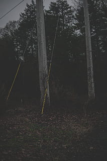 medis, augalų, naudingumo polius, kabelis, rodyklė, simbolis, lauke, pobūdį, giraitė, žemės, augmenija, miškas, elektros laidai, elektros perdavimo bokštas, abies, eglės, virvės, asfaltas, asfalto, nėra žmonių, augimą, ramybė, dieną, medžio kamienas, bagažinė, ramioje scenoje, grožis gamtoje, ne miesto scenoje, dangus, kraštovaizdį, 5K, CC0, Viešasis domenas, nemokamai