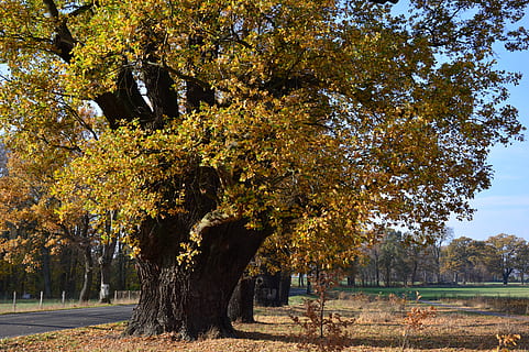 oak, deciduous tree, tree, old, centuries, all tree, street tree, autumn, nature, landscape, fall color, fall foliage, autumn mood, november, plant, growth, change, beauty in nature, day, tranquility, park, sunlight, no people, park - man made space, outdoors, tranquil scene, land, scenics - nature, leaf, plant part, field, fall, autumn collection, 5K, CC0, public domain, royalty free