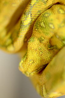 slange, krybdyr, grøn træ python, grøn, python, dyr, tæt på, dyre temaer, et dyr, dyr kropsdel, ingen mennesker, dyreliv, gul, dyr hoved, dyre skala, fokus på forgrunden, studio skud, dag, hvirveldyr, mad og drikke, mad, selektiv fokusering, indendørs, munden åben, 4K, CC0, offentligt domæne, royaltyfrie