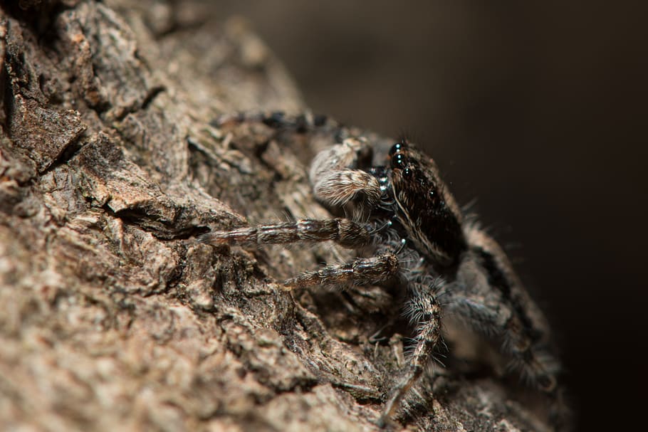 hoppe edderkop, makro, edderkop, insekt, natur, arachnid, tarantel, behåret, lille, øjne, hoppe, dyr, dyreliv, uhyggelig, araknofobi, rovdyr, jumper, skræmmende, øje, jagt, dyre temaer, dyr i naturen, hvirvelløse, et dyr, tæt på, selektiv fokusering, leddyr, ingen mennesker, dag, zoologi, rock-objekt, klippe, udendørs, dyr øje, 2K