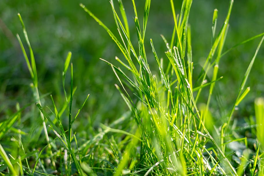 tráva, makro, rosa, déšť, slunce, záře, zielony, zelená barva, rostlina, růst, Příroda, pole, krása v přírodě, přistát, nikdo, detail, den, svěžest, klid, venku, zemědělství, zaměřit se na popředí, selektivní zaměření, stéblo trávy, celý rám, krajina, 5K
