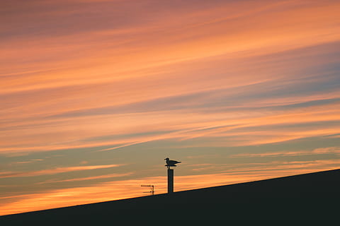 uccello, tramonto, volante, , dom, nube, sole, cielo, silhouette, colore arancione, scenics - natura, nuvola - cielo, natura, attraversare, bellezza nella natura, religione, credenza, scena tranquilla, la tranquillità, spiritualità, architettura, all'aperto, struttura costruita, nessuno, costruzione, 5K, CC0, dominio pubblico, privo di copyright