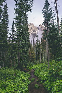 verde, campo de pinheiro, corrente, floresta, montanha, árvore, pinho, nuvem, plantar, Rocha, caminho lamacento, árvore verde, trilha, Canadá, natureza, panorama, ao ar livre, scenics, verão, cor verde, Parque Nacional de Yosemite, beleza na natureza, cadeia de montanhas, rock - objeto, viagem, ninguém, Pinheiro, caminhada, EUA, Pico da montanha, vale, área selvagem, terreno extremo, marco nacional, Parque Nacional, céu, grama, turismo, meio Ambiente, cena tranquila, 4K, CC0, domínio público, royalty free