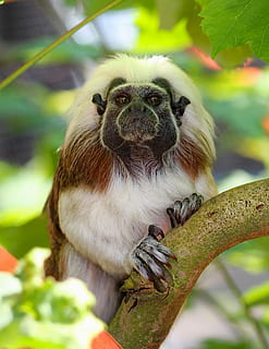 macaque, primat, arbre, un animal, fauna animal, animals a la natura, mamífer, vertebrats, centrar-se en primer pla, planta, retrat, branca, dia, naturalesa, assegut, cap gent, mirant la càmera, a l'aire lliure, 4K, CC0, domini públic, lliure de regalies
