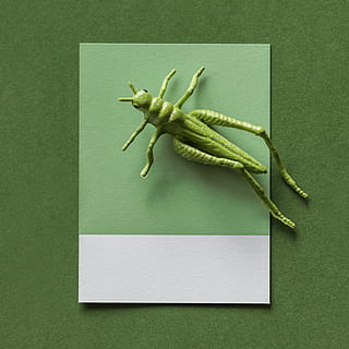 abstrakt, bakgrunn, bug, kort, fargerik, konsept, kreativ, dekorasjon, figur, moro, gresshoppe, grønn, insekt, litt, modell, papir, mønster, spille, form, liten, symbol, strukturert, leketøy, grønn farge, innendørs, ingen folk, nærbilde, dyr, ett dyr, studio skudd, dyre temaer, rett over, grønn bakgrunn, stilleben, kommunikasjon, høy vinkel visning, dyr kroppsdel, kreativitet, farget bakgrunn, mat og Drikke, virvelløse, 4K, CC0, offentlig domene, opphavsrett gratis