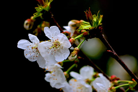 Blume, Kirsche, Frühling, Baum, gedeihen, blühende Pflanze, Pflanze, Frische, Wachstum, Schönheit in der Natur, Zerbrechlichkeit, Blütenblatt, Verletzlichkeit, Nahansicht, weiße Farbe, blühen, Blütenkopf, Pollen, Blütenstand, keine Leute, Obstbaum, Natur, selektiver Fokus, Kirschblüte, draußen, schwarzer Hintergrund, Kirschbaum, 5K, CC0, gemeinfrei, lizenzfrei