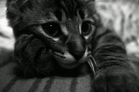 pisoi, grijuliu, expresie, curios, blană, alte, ochi, drăguţ, felin, labă, mamifer, animale tematice, un animal, animale de companie, animal, intern, animale domestice, pisică, pisica domestica, animale vertebrate, a închide, portret, privind camera, partea corpului animalului, mustăţi, nici o persoana, cap de animal, relaxare, în interior, ochi de animale, 5K, CC0, domeniu public, fără drepturi de autor