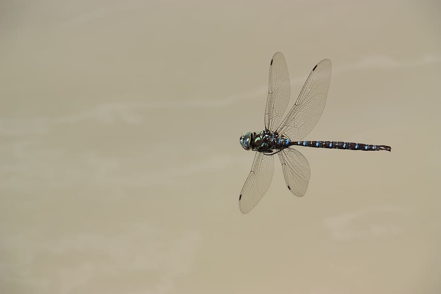 guldsmed, flyve, insekt, vinge, flyvende, flyvningen, natur, dyre temaer, dyr, et dyr, hvirvelløse, dyr i naturen, dyrefløj, dyreliv, tæt på, ingen mennesker, dag, fokus på forgrunden, zoologi, udendørs, skønhed i naturen, damselfly, 4K