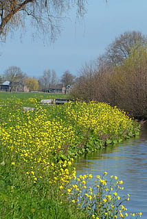 Raps, Frühling, Niederländisch, blühen, Landschaft, Feld, Blumen, Polder, Pflanze, Blume, Gelb, blühende Pflanze, Schönheit in der Natur, Wachstum, Baum, Wasser, Natur, Himmel, Ruhe, Zerbrechlichkeit, Tag, Frische, keine Leute, ruhige Szene, Verletzlichkeit, Szenen - Natur, Land, draußen, 2K, CC0, gemeinfrei, lizenzfrei