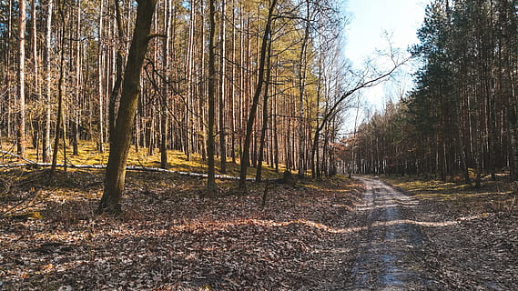 alberi, foresta, natura, primavera, caldo, sole, verde, sfondo, strada, selvatichezza, fotografia, luce, albero, terra, pianta, tronco d'albero, tronco, bosco, la tranquillità, nessuno, bellezza nella natura, giorno, scena non urbana, scenics - natura, crescita, scena tranquilla, paesaggio, all'aperto, ambiente, albero nudo, 4K, CC0, dominio pubblico, privo di copyright
