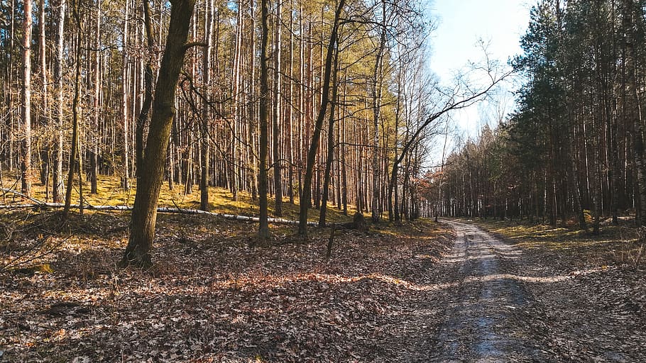 alberi, foresta, natura, primavera, caldo, sole, verde, sfondo, strada, selvatichezza, fotografia, luce, albero, terra, pianta, tronco d'albero, tronco, bosco, la tranquillità, nessuno, bellezza nella natura, giorno, scena non urbana, scenics - natura, crescita, scena tranquilla, paesaggio, all'aperto, ambiente, albero nudo, 4K