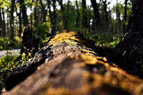 albero, alberi, foresta, micro, struttura, natura, pianta, tronco d'albero, tronco, terra, messa a fuoco selettiva, legno - materiale, crescita, nessuno, giorno, la tranquillità, bellezza nella natura, ceppo, bosco, all'aperto, albero caduto, legname, muschio, abbaiare, legna, livello di superficie, 5K, CC0, dominio pubblico, privo di copyright