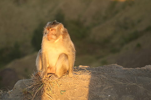 Affe, Natur, sitzender Affe, Ausruhen, Tier, Säugetier, Tierwelt, Tiere in freier Wildbahn, ein Tier, Wirbeltier, Primas, Sitzung, Sonnenlicht, Tag, keine Leute, Fokus auf den Vordergrund, suchen, Rock, solide, Wegschauen, Pavian, 4K, CC0, gemeinfrei, lizenzfrei