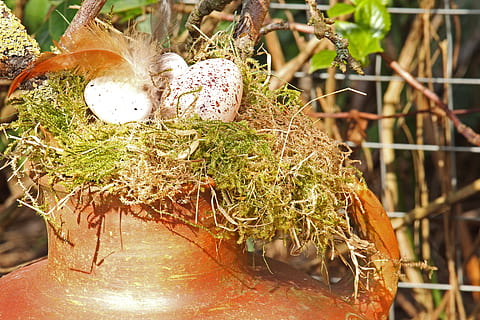 Ostereier, Osternest, Ostern, Ei, Osterdekoration, Osterthema, Frühling, Osterdekorationen, Ostergrüße, Grußkarte, Osterhase, osterkorb, Ostergruß, Dekoration, osterkarte, Blumentopf, Terrakottatopf, dekorativ, Ostergras, Pflanze, Nahansicht, Lebensmittel, keine Leute, Tag, Natur, Essen und Trinken, Wachstum, Fokus auf den Vordergrund, Tiernest, Baum, draußen, Vogel, Vogelnest, Anfänge, selektiver Fokus, Ast, hängend, Verletzlichkeit, 5K, CC0, gemeinfrei, lizenzfrei