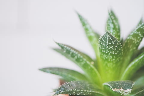 grønt sværd blad, baggrund, botanisk, tæt på, dekoration, dybdeskarphed, flora, vækst, stueplante, indendørs, plante, potteplante, stikkende, værelse, pigge, rygrad, saftige, saftige plante, torne, blad, plante del, grøn farve, friskhed, aloe vera plante, medicin, mad og drikke, mad, aloe, natur, urt, urtemedicin, alternativ medicin, sundhedspleje og medicin, ingen mennesker, vand, udendørs, renhed, 4K, CC0, offentligt domæne, royaltyfrie