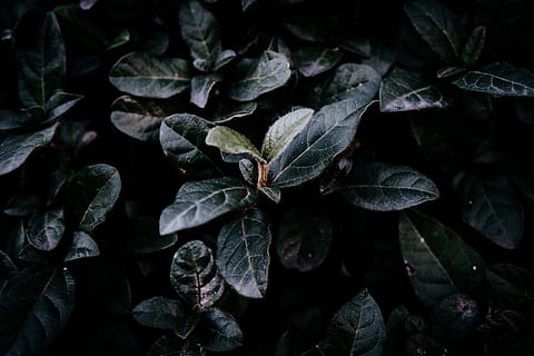 tanaman berdaun hijau, daun, menanam, acanthaceae, mekar, bunga, istanbul, pembuluh darah, alam, semak, dedaunan, belukar, tekstur, merapatkan, gelap, murung, hijau, detail, Daun-daun, Latar Belakang, wallpaper, bagian tanaman, tidak ada orang, pertumbuhan, keindahan di alam, bingkai penuh, hari, tepat di atas, tampilan sudut tinggi, di luar rumah, kelimpahan, ketenangan, fokus selektif, warna hijau, kerapuhan, 5K, CC0, domain publik, bebas royalti