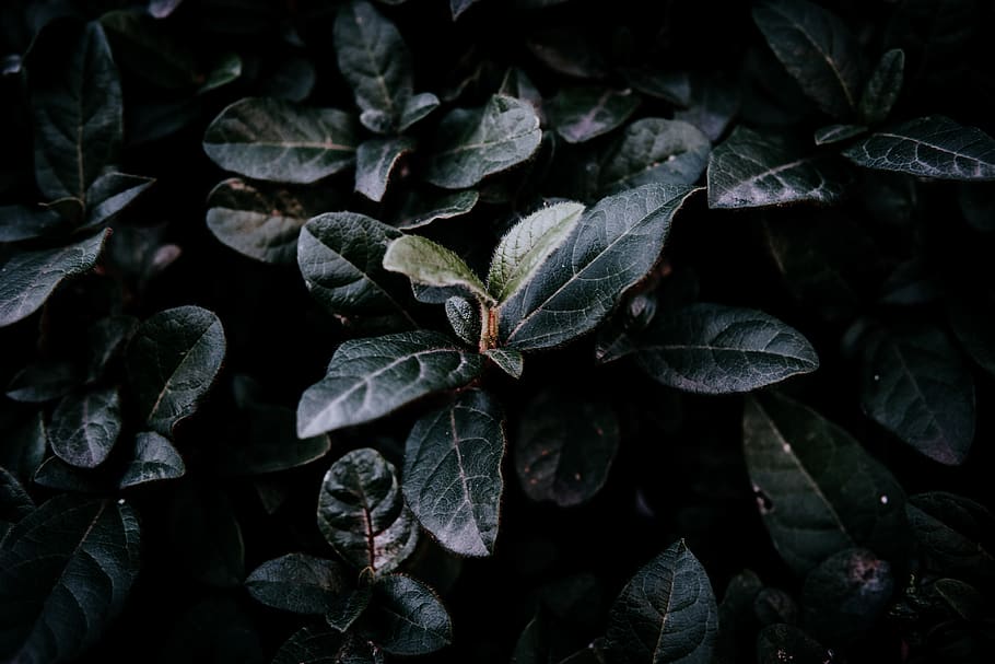 tanaman berdaun hijau, daun, menanam, acanthaceae, mekar, bunga, istanbul, pembuluh darah, alam, semak, dedaunan, belukar, tekstur, merapatkan, gelap, murung, hijau, detail, Daun-daun, Latar Belakang, wallpaper, bagian tanaman, tidak ada orang, pertumbuhan, keindahan di alam, bingkai penuh, hari, tepat di atas, tampilan sudut tinggi, di luar rumah, kelimpahan, ketenangan, fokus selektif, warna hijau, kerapuhan, 5K