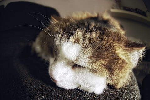 dormido, gato, cerrar, foto, animales, los gatos, habitación, mascotas, dormir, mamífero, nacional, un animal, temas de animales, animales domesticos, animal, Gato domestico, felino, de cerca, relajación, bigotes, vertebrado, adentro, nadie, parte del cuerpo del animal, Ojos cerrados, pelo, cabeza de animal, siestas, 4K