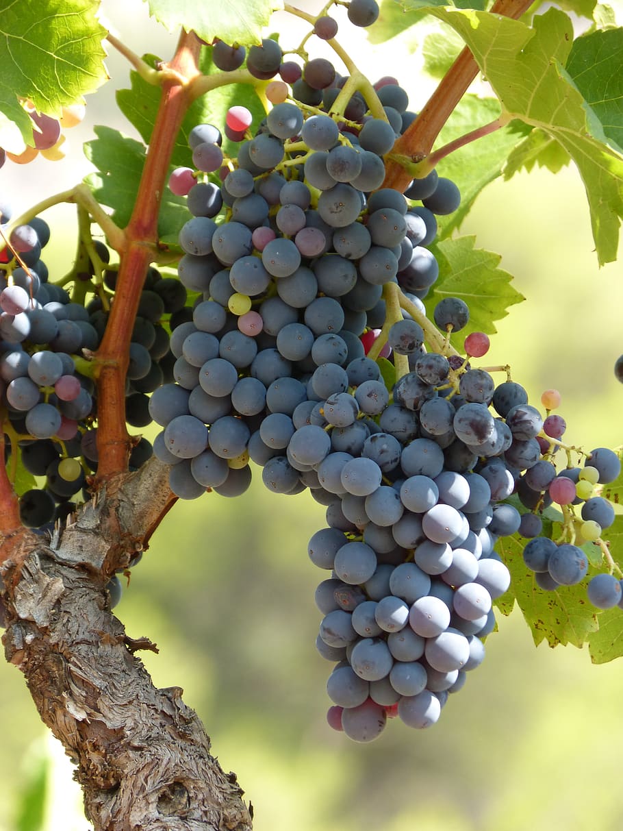 vigneto, vite, sforzo, uva, uva nera, viticoltura, priorat, frutta, cibo e bevande, cibo, crescita, mangiare sano, pianta, agricoltura, mazzo, albero, concentrarsi sulle conoscenze acquisite, nessuno, benessere, natura, sospeso, giorno, freschezza, avvicinamento, vinificazione, all'aperto, maturo, piantagione, 4K