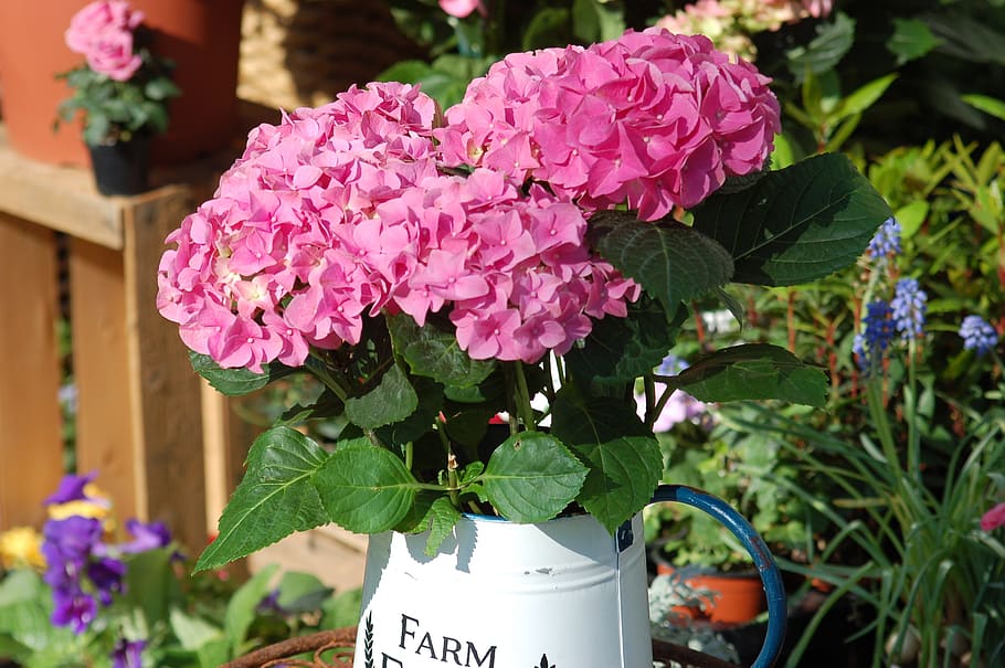 hydrangeas, bileştirme, kompozisyon, çiçek, Çiçek açmak, bahar, çiçekli bitki, bitki, doğada güzellik, bitki bölümü, büyüme, Yaprak, tazelik, pembe renk, Güvenlik açığı, kırılganlık, taçyaprağı, doğa, kapatmak, çiçeklenme, ön plana odaklanmak, çiçek kafa, gün, insansız, saksı bitkisi, açık havada, saksı, Bahçıvanlık, leylak, Çiçek demeti, mor, 2K