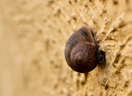 hlemýžď, zeď, hlemýždi, shell, zvířat, struktura, zvíře, jednoho zvířete, Příroda, zvířecí shell, měkkýš, zvířata ve volné přírodě, detail, nikdo, plži, bezobratlý, den, pevný, Skála, přistát, selektivní zaměření, rock - objekt, venku, 4K, CC0, veřejná doména, bez autorských práv