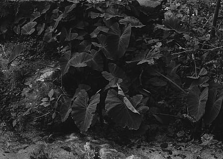 plants, wallpapper, trees, nature, blackandwhite, tropical, leaf, plant part, growth, plant, no people, beauty in nature, land, day, field, outdoors, close-up, high angle view, leaves, tranquility, vulnerability, fragility, full frame, autumn, leaf vein, change, natural condition, 4K, CC0, public domain, royalty free
