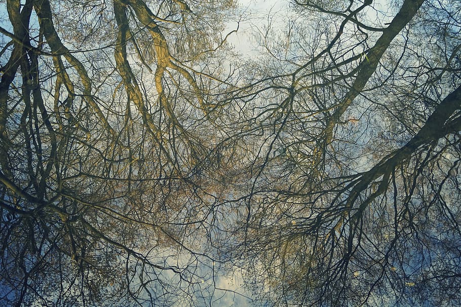 imatge del mirall, superfície de l'aigua, aigua, reflexió, duplicació, arbres, cel, riu, místic, naturalesa, misteriós, atmosfèric, bosc, llum, idíl·lic, il·luminació, mirall, paisatge fluvial, arbre, branca, planta, arbre nu, vista d’angle baix, cap gent, tranquil·litat, bellesa a la natura, dia, a l'aire lliure, terra, escenics - natura, fons, marc complet, escena tranquil·la, copa de l'arbre, 5K