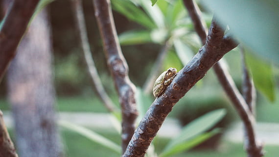 grenouille brune, animal, la grenouille, faune, amphibie, reptile, rainette, serpent, insecte, invertébré, gecko, lézard, crapaud, plante, vert, rainettes, grenouille dans l'arbre, grenouille verte, grenouille sur branche, grenouille dans la nature, serpent vert, la nature, croissance, personne, fermer, arbre, se concentrer sur le premier plan, journée, partie de la plante, en plein air, la faune des animaux, thèmes animaux, animaux à l'état sauvage, feuille, couleur verte, branche, un animal, beauté dans la nature, tranquillité, 4K, CC0, domaine public, libre de droits