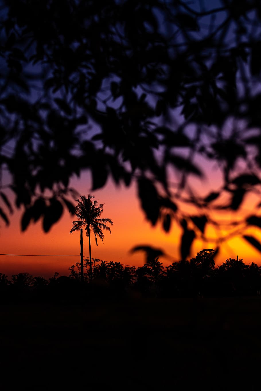 silhuet, træ, gylden, time, baggrund, baggrundsbelyst, bali, smuk, farve, daggry, drøm, skumring, aften, landskab, orange, udendørs, Palme træ, scene, naturskøn, sommer, sol, solnedgang, træer, tusmørke, udsigt, tapet, varm, himmel, plante, skønhed i naturen, scenics - natur, ro, rolig scene, natur, vækst, orange farve, ingen mennesker, jord, idyllisk, sky - himmel, Mark, ikke-urbane scene, afdeling, 5K