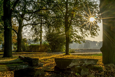 Wald, Sonne, Hintergrundbeleuchtung, Sonnenuntergang, blendender Stern, Bäume, Herbst, Blätter, bunt, Abend, Stimmung, romantisch, hdr, Hoher dynamischer Bereich, Kontrast, Bank, Sitz, sitzen, sich ausruhen, Baum, Pflanze, Natur, Ruhe, Sonnenlicht, keine Leute, Wachstum, Schönheit in der Natur, ruhige Szene, Tag, Himmel, Sonnenstrahl, Park, draußen, Wasser, Land, Szenen - Natur, Linseneffekt, 5K, CC0, gemeinfrei, lizenzfrei