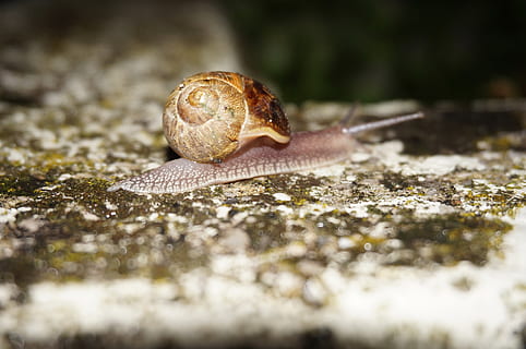 lumaca, lento, costante, conchiglia, giardino, viscido, mollusco, gasteropode, messa a fuoco selettiva, fauna selvatica, temi animali, guscio di animale, animale, avvicinamento, un animale, animali allo stato selvatico, invertebrato, la noia, nessuno, natura, terra, parte del corpo animale, antenna animale, livello di superficie, strisciando, pioggia, piccolo, 2K, CC0, dominio pubblico, privo di copyright